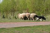 BORDER COLLIE - MOUTONS 060